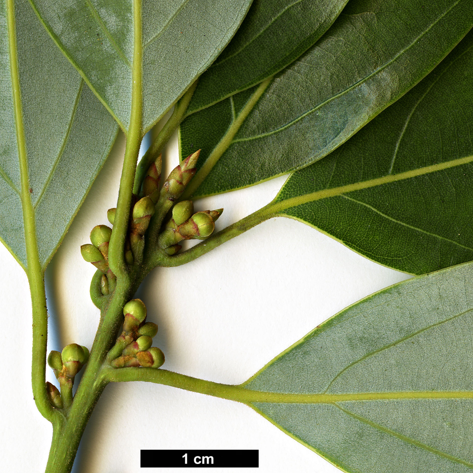High resolution image: Family: Lauraceae - Genus: Litsea - Taxon: coreana - SpeciesSub: var. coreana